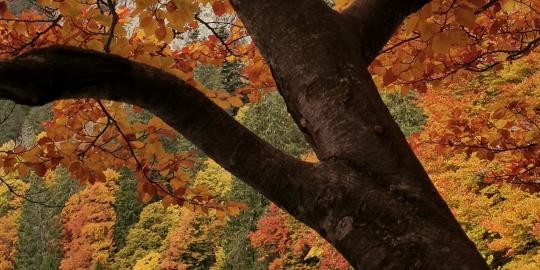 Nr 12 Herbstliche Farben am Feldsee