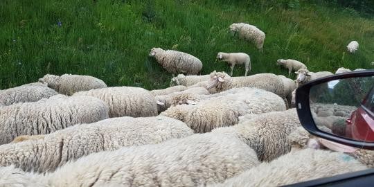 Nr 7 Schafe in Falkau